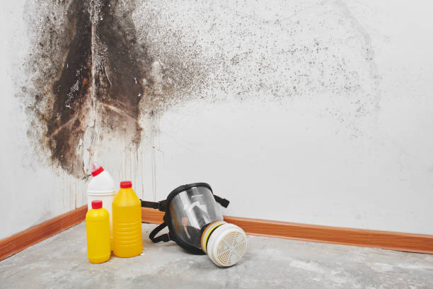 Professional Mold Removal in South Shore, KY