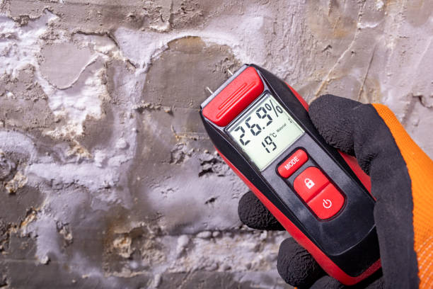 Best Professional Mold Removal  in South Shore, KY