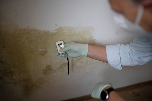 Office Mold Removal Services in South Shore, KY