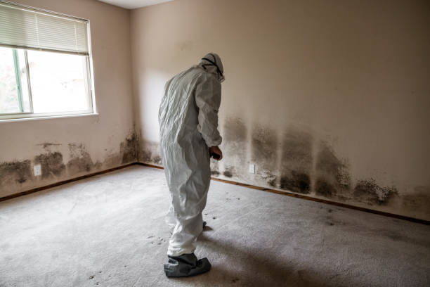 Best Home Mold Removal  in South Shore, KY