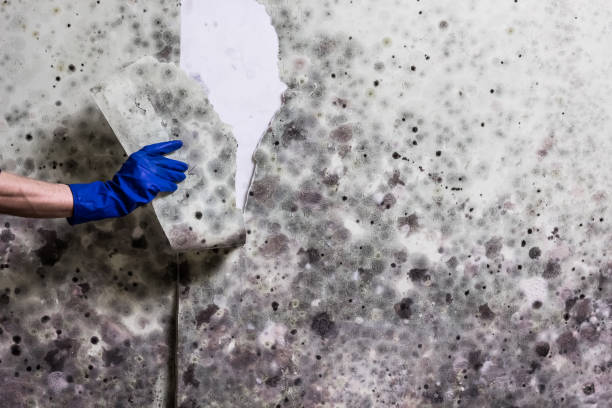 Best Crawl Space Mold Removal  in South Shore, KY